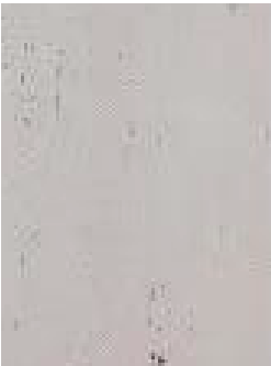 Beige Travertino